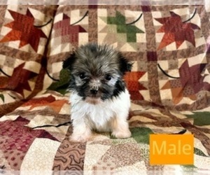 Havanese Puppy for sale in AMSTERDAM, MO, USA
