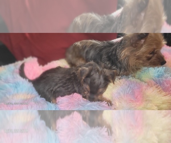Medium Photo #271 Yorkshire Terrier Puppy For Sale in AKRON, OH, USA