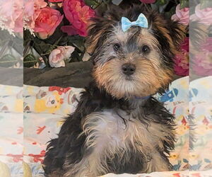 Mutt Dogs for adoption in Bon Carbo, CO, USA