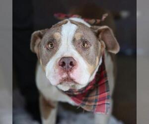 American Staffordshire Terrier-Unknown Mix Dogs for adoption in San Antonio, TX, USA