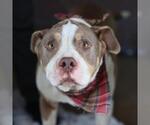 KOLACHE - Male American Staffordshire Terrier-Unknown Mix Dog for Adoption - Small photo