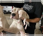 Small Photo #16 Dogo Argentino Puppy For Sale in ARLINGTON, TX, USA