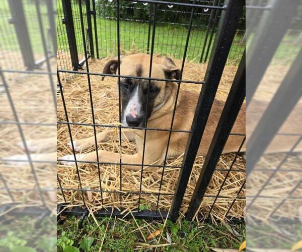 Medium Photo #1 Shepradors Puppy For Sale in Saginaw, MI, USA