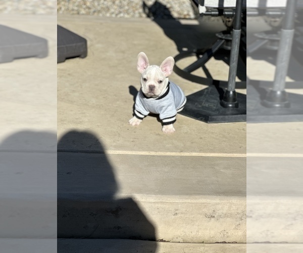 Medium Photo #5 French Bulldog Puppy For Sale in WICHITA, KS, USA