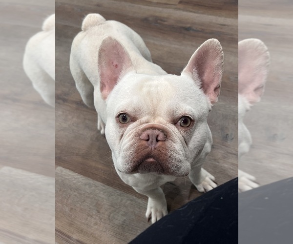 Medium Photo #1 French Bulldog Puppy For Sale in BELLE CHASSE, LA, USA
