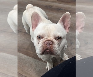 French Bulldog Puppy for sale in BELLE CHASSE, LA, USA