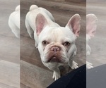 Blanco - Male French Bulldog Puppy for Sale - Small photo