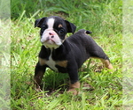 Small Photo #17 Bulldog Puppy For Sale in WINNSBORO, TX, USA
