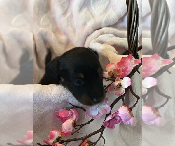 Medium Photo #9 Dachshund Puppy For Sale in MURFREESBORO, TN, USA