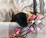 Small Photo #9 Dachshund Puppy For Sale in MURFREESBORO, TN, USA