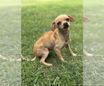 Small #4 Chihuahua Mix