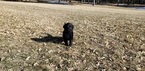 Small Photo #12 Labradoodle Puppy For Sale in CO SPGS, CO, USA