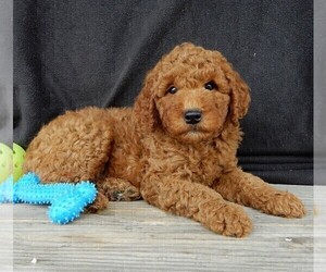 Goldendoodle (Miniature) Puppy for sale in MILLERSBURG, OH, USA