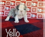 Small Photo #8 English Bulldog Puppy For Sale in DENVER, CO, USA