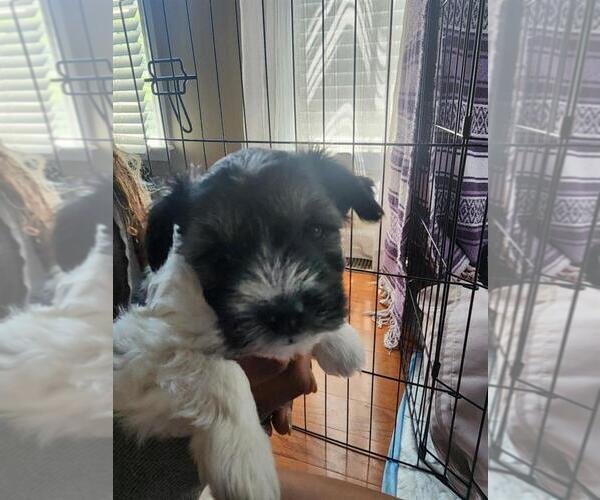 Medium Photo #5 Schnauzer (Miniature) Puppy For Sale in ATLANTA, GA, USA