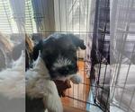 Small #4 Schnauzer (Miniature)