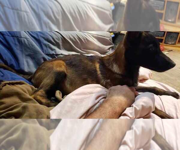 Medium Photo #3 Mutt Puppy For Sale in Imlay City, MI, USA