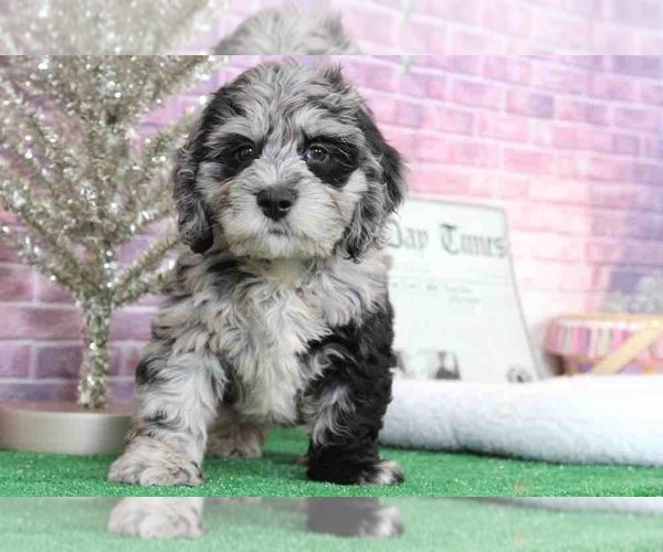 Medium Photo #4 Bernedoodle Puppy For Sale in BEL AIR, MD, USA