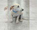 Small #5 Dachshund Mix