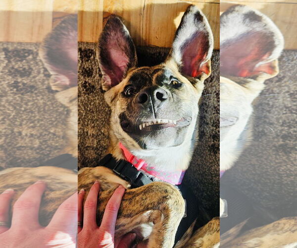 Medium Photo #3 Bullboxer Pit Puppy For Sale in Princeton, MN, USA