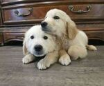 Small #1 Golden Retriever