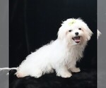 Small #4 Maltese