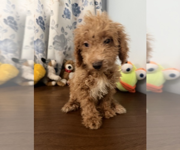 Medium Photo #9 Havapoo Puppy For Sale in DURHAM, CT, USA