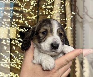 Dachshund Puppy for sale in JOHNSTOWN, PA, USA