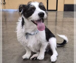 Mutt Dogs for adoption in Carrollton, TX, USA