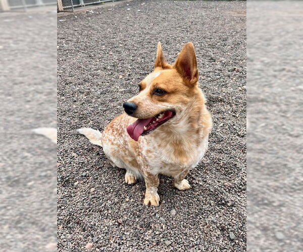 Medium Photo #2 Pembroke Welsh Corgi-Unknown Mix Puppy For Sale in Webster, WI, USA