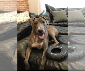 American Pit Bull Terrier-Labrador Retriever Mix Dogs for adoption in Westminster, MD, USA