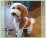 Small Photo #1 Bernedoodle Puppy For Sale in LONGMONT, CO, USA