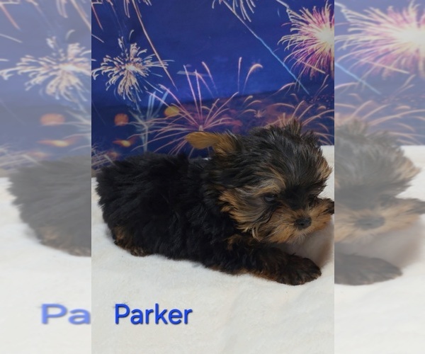 Medium Photo #1 Yorkshire Terrier Puppy For Sale in AZLE, TX, USA