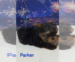 Yorkshire Terrier Puppy for sale in AZLE, TX, USA