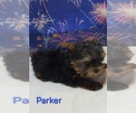 Image preview for Ad Listing. Nickname: Parker