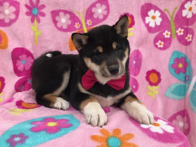 Medium Photo #2 Shiba Inu Puppy For Sale in ELDORA, PA, USA