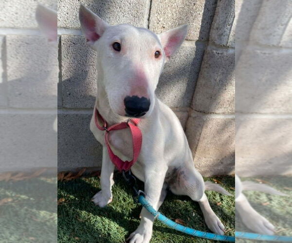 Medium Photo #2 Bull Terrier-Unknown Mix Puppy For Sale in Lakewood, CO, USA