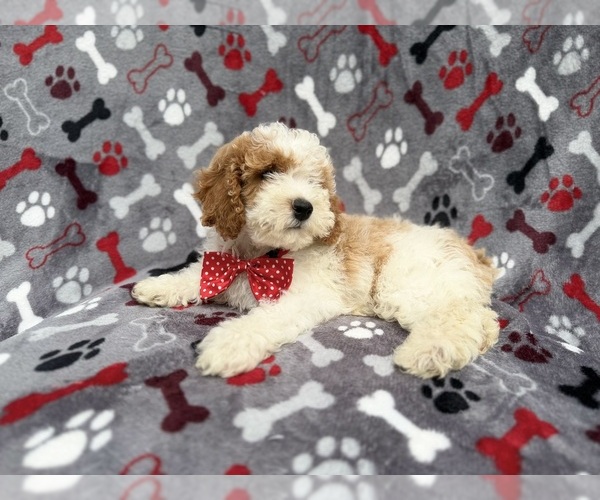 Medium Photo #3 Cockapoo (Miniature) Puppy For Sale in LAKELAND, FL, USA