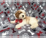 Small #2 Cockapoo (Miniature)