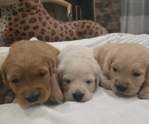 English Cream Golden Retriever Puppy for sale in SACRAMENTO, CA, USA