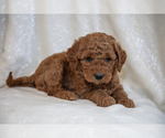 Small Photo #15 Goldendoodle (Miniature) Puppy For Sale in LEOLA, PA, USA