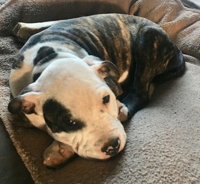 Medium Photo #8 American Pit Bull Terrier Puppy For Sale in WILLIAMS, AZ, USA