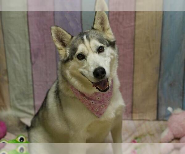 Medium Photo #2 Siberian Husky Puppy For Sale in Placerville, CA, USA