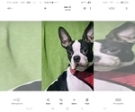 Small Photo #1 Boston Terrier Puppy For Sale in BERRIEN SPRGS, MI, USA