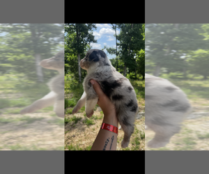 Australian Shepherd Puppy for sale in BLAND, MO, USA