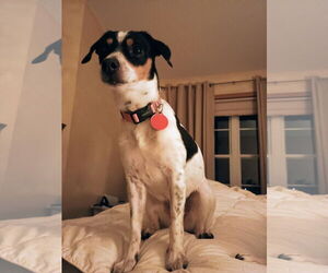 Mutt Dogs for adoption in St. Louis Park, MN, USA