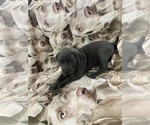 Small Photo #8 Weimaraner Puppy For Sale in NEWPORT NEWS, VA, USA