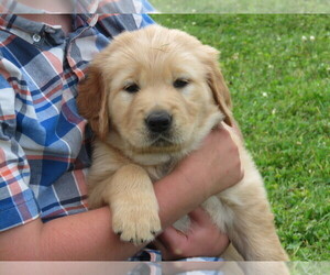 Golden Retriever Puppy for sale in LOYAL, WI, USA