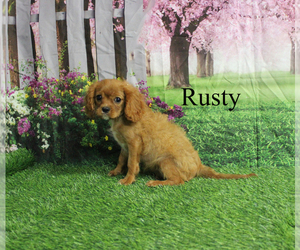 Cavalier King Charles Spaniel Puppy for sale in CHANUTE, KS, USA