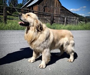 Father of the Golden Retriever puppies born on 03/08/2025